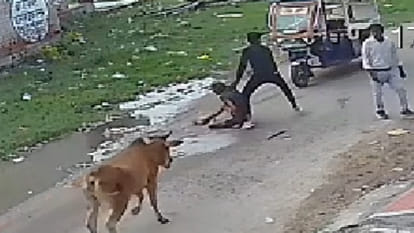 Kanpur: Cattle attack elderly man, dragging him down the street, seriously injuring