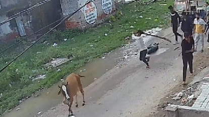 Kanpur: Cattle attack elderly man, dragging him down the street, seriously injuring