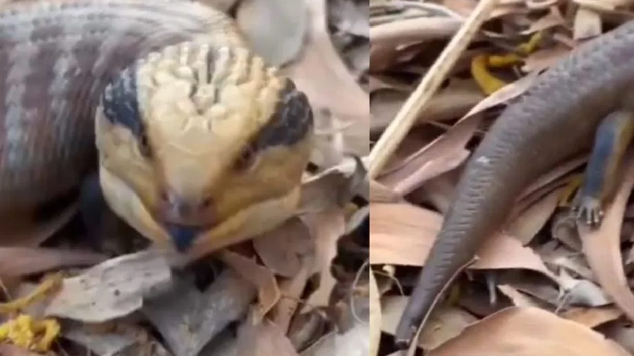 A creature found The sight of a snake like mouth blue tongue and short tail has left people terrified