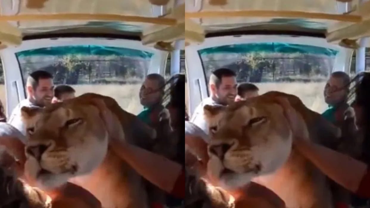A lioness entered a jeep full of passengers during a jungle safari Video goes Viral on Internet