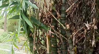 Kanpur World Bamboo Day connection with bamboo remains after last breath Forest Institute developed 10 species
