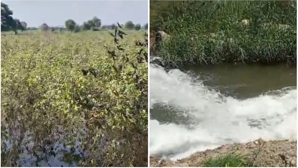 Crops submerged in water in Hisar