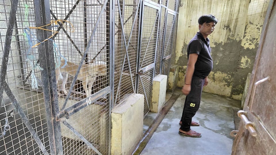 Meerut: 1.5 lakh dogs in search of prey in the city, scammed in sterilization