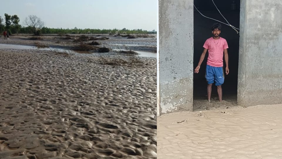 Five feet of sand accumulated in the fields of Tapu Kalu Wala village in Ferozepur