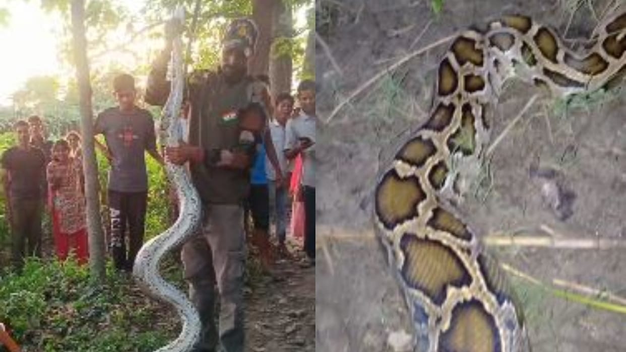 Forest department team rescues 15-foot long python in Lakhimpur kheri