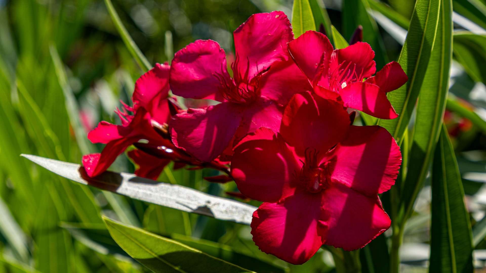 Shardiya Navratri 2025 Offer Red Flower to Maa Durga For Blessing Kanel and Aparajita Flower