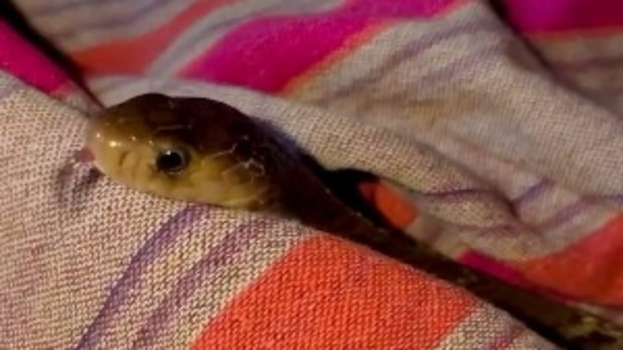 Viral Video Of Snake Found In Bedsheet Shocking Video Is Going Viral