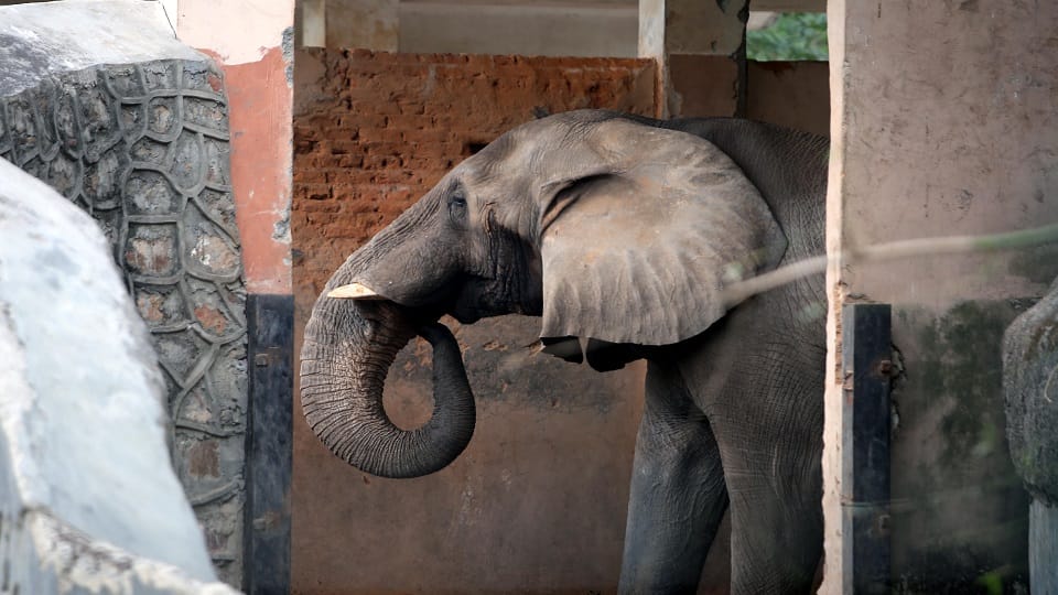 Delhi Zoo: Former President Shankar Dayal Sharma's 'Shankar' is no more... he was hungry for two days
