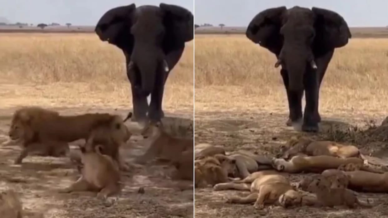 The lion family was terrified by a herd of elephants the video went viral see netizens reaction on this