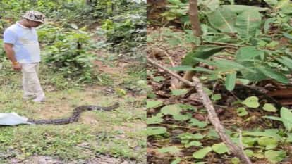 A 10-foot python entered a house and swallowed a duck; the forest department rescued it in Ramanujganj