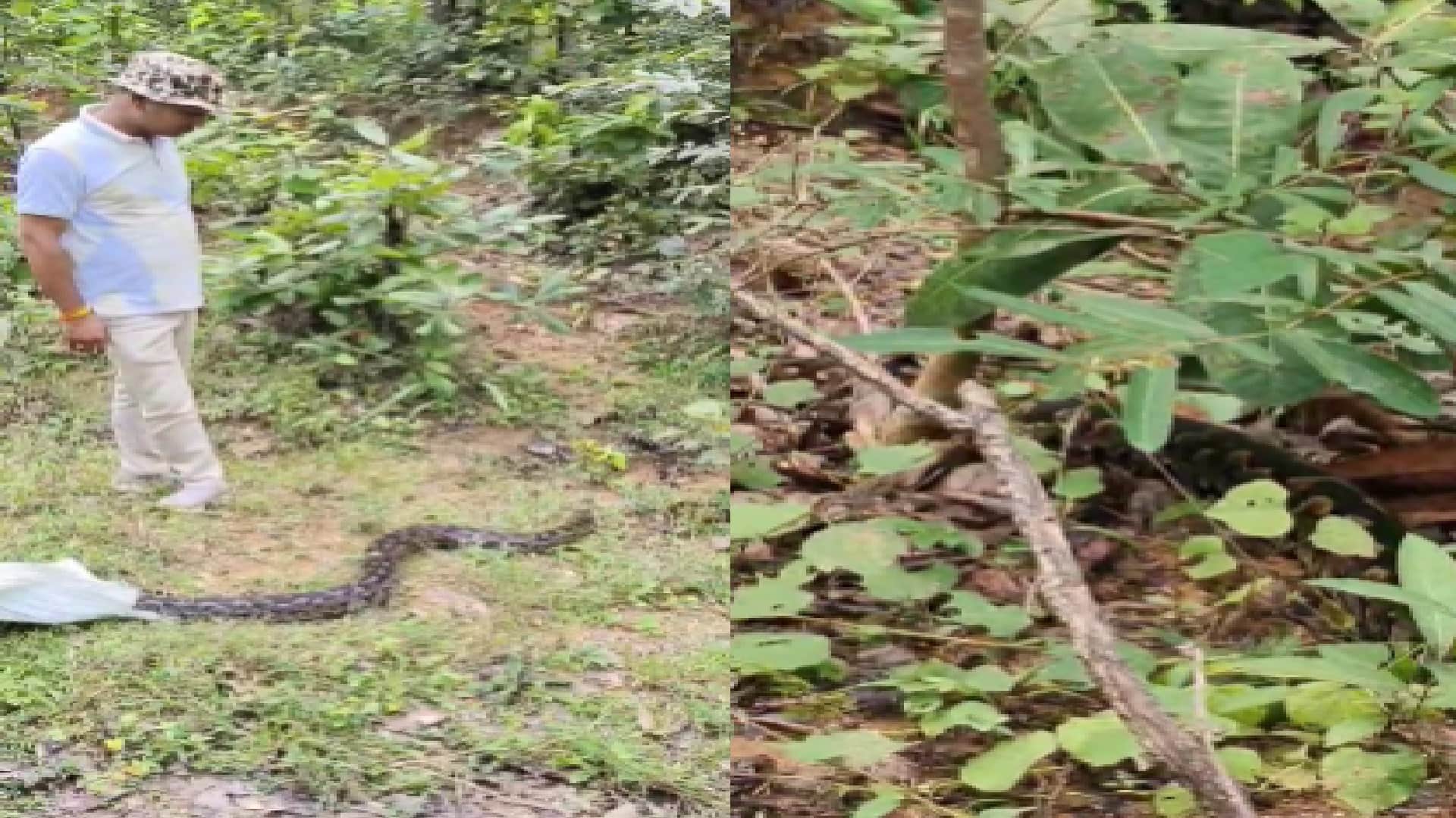 10 फीट का अजगर को वन विभाग ने किया रेस्क्यू