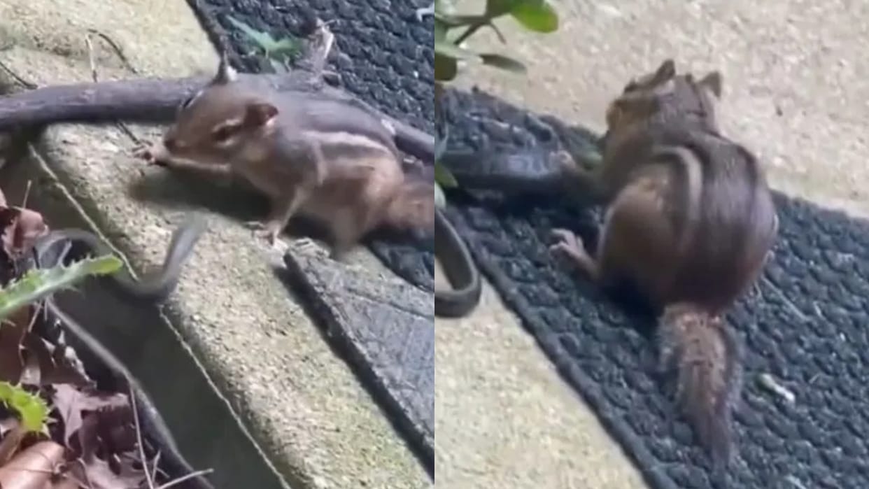 A squirrel chews a poisonous snake alive it will be hard to believe your eyes after watching the video