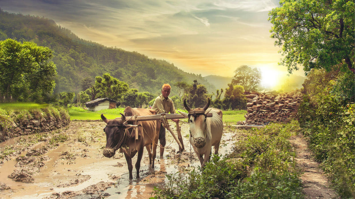 PM Kisan 21st Installment Release Date 2025: Check Kist Will Be Released Before Or After Diwali
