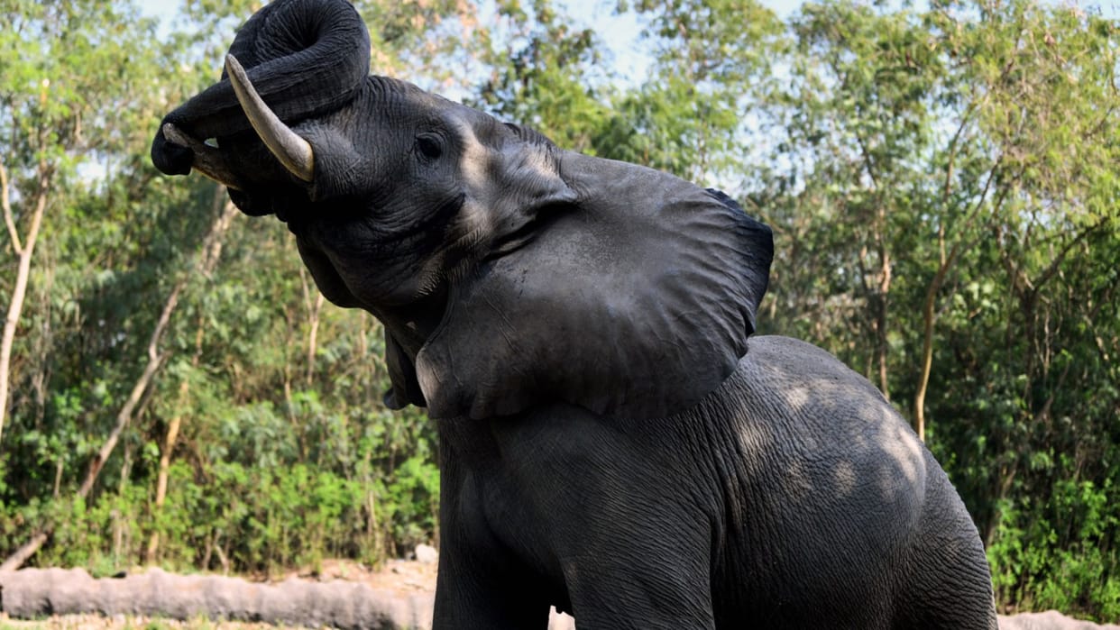 Shankar only African elephant in NZP died of acute cardiac arrest reveals postmortem report