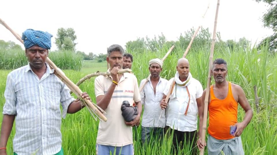 wolf snatched baby from its mothe lap In Bahraich villagers started searching for it