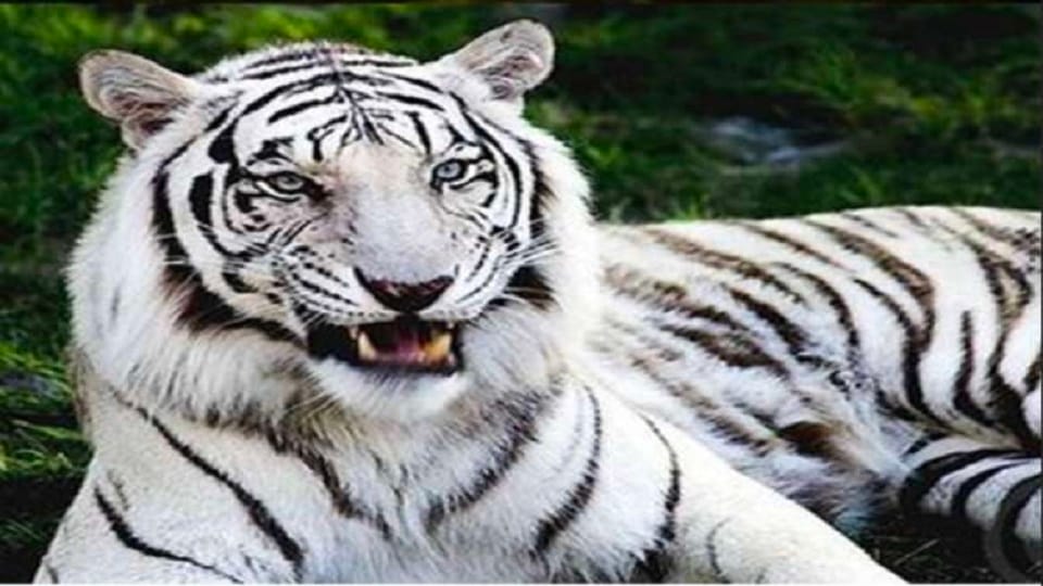 Russia St. Petersburg University has sought help from Pant University in cloning a white tiger