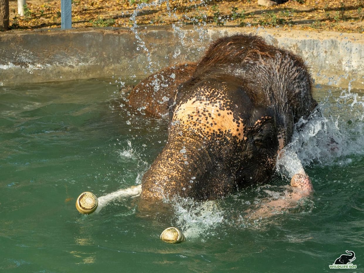 Elephant Appreciation Day Elephants help maintain ecosystem