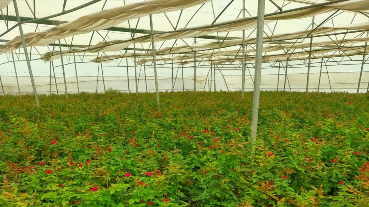 Bright red roses bloom in the acacia forest... their fragrance spreading abroad