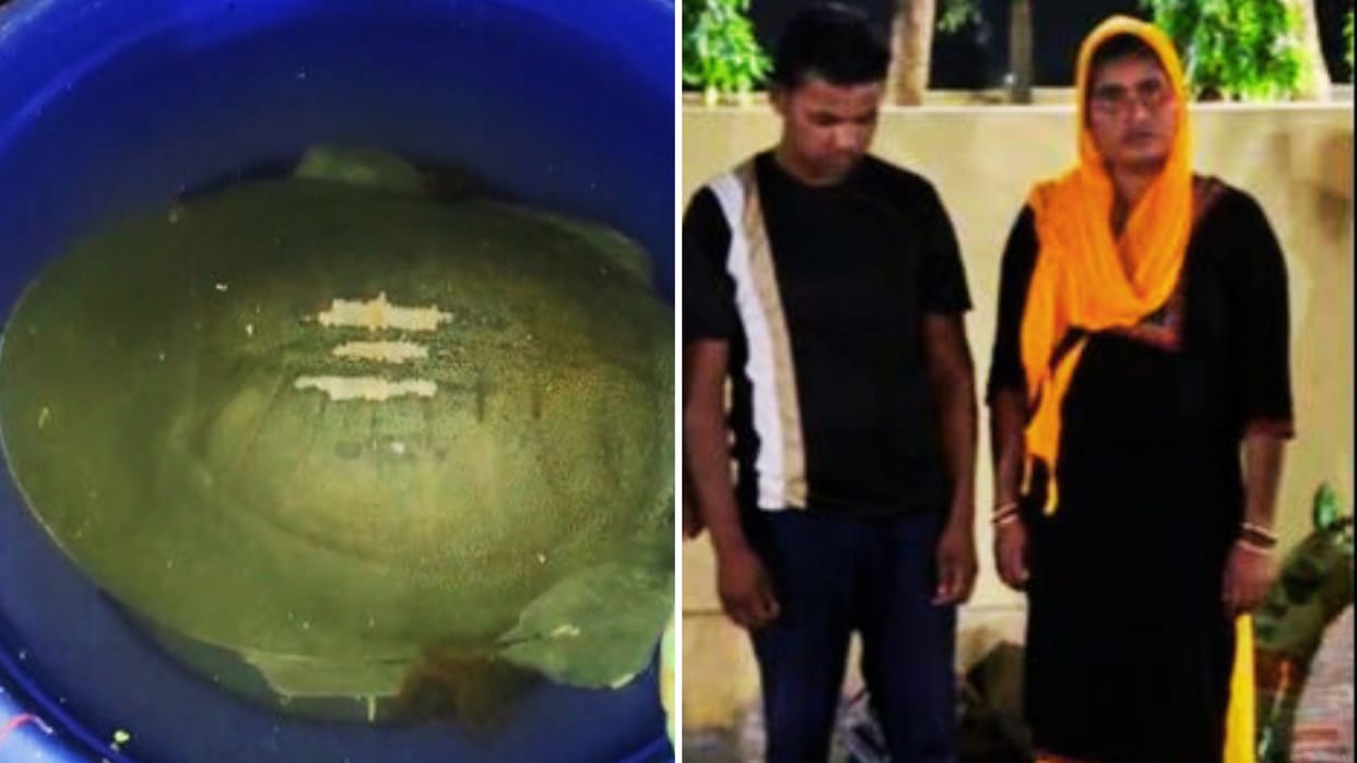 Turtles were being raised in a basement inside the house, and were being smuggled to Bengal.