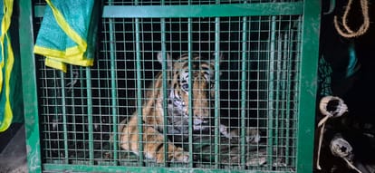 Sitapur: Forest department captures tigress in Narni, experts from Katarnia succeed