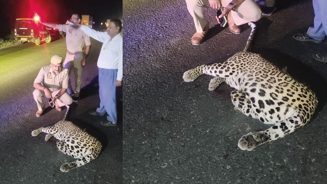 Lalitpur: A five-year-old leopard died in a collision on NH 44, and the forest department arrived at the scene