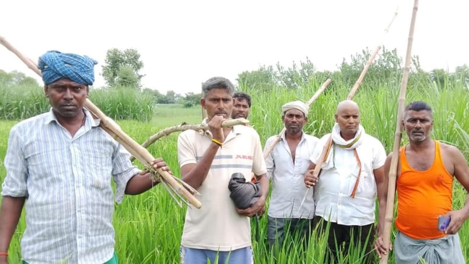 Bahraich Wolf Attack News Wolfes are eluding forest department between marshland and sugarcane
