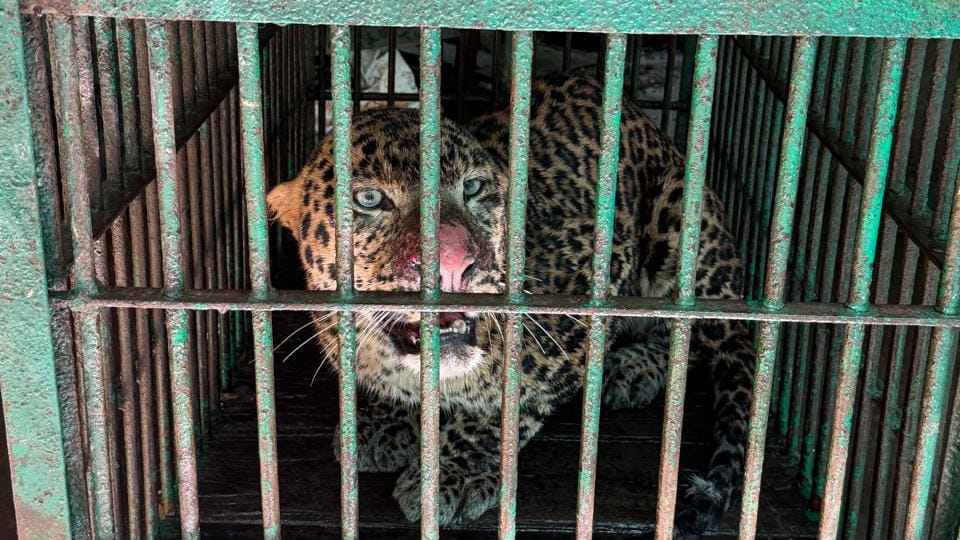 Sitapur: Leopard trapped in cage, captured on CCTV at cow shelter; Forest Department says the animal is danger