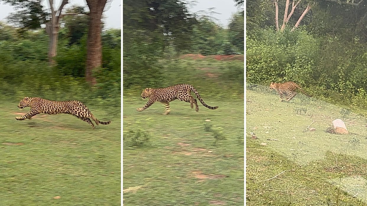 Male leopard brought from Bijnor and released in Chandraprabha Wildlife Sanctuary rehabilitation after rescue