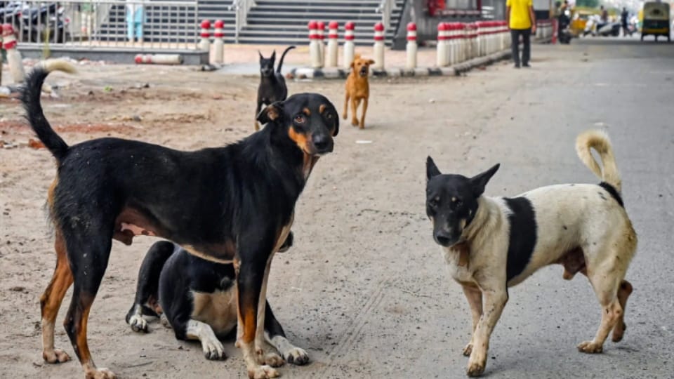 Dog, Cat, and Monkey Attacks in Baghpat; 115 People Bitten in a Day, Anti-Rabies Treatment Provided