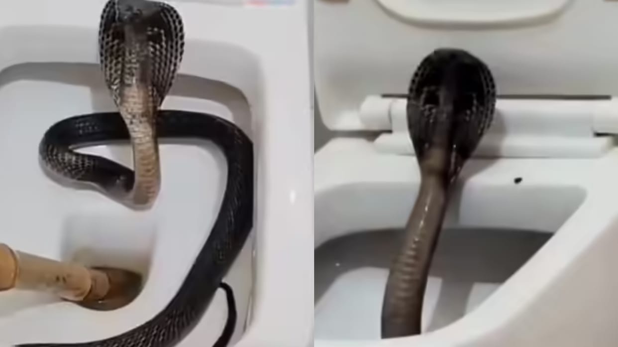 Saanp Ka Video Long Cobra Spotted In Hotel Toilet Seat Scary Moment From Rajasthan Video Goes Viral