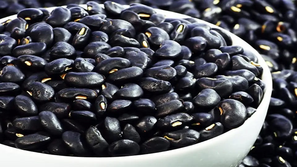 The rare black kidney beans of Darma Valley will flourish in the fields of Champawat