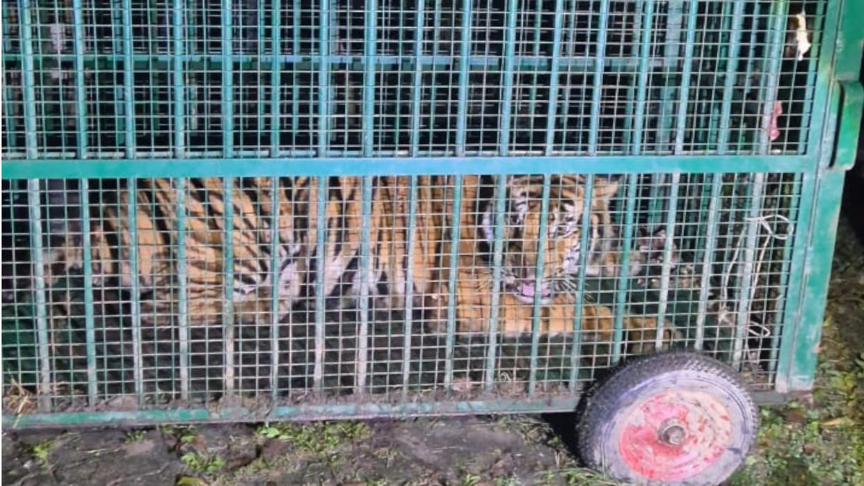 In Gorakhpur Zoo, Leopard from Balrampur has triglyceride and thyroid problems
