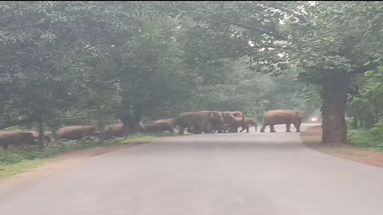A group of 48 wild elephants was seen crossing the road, villagers were alerted in Raigarh