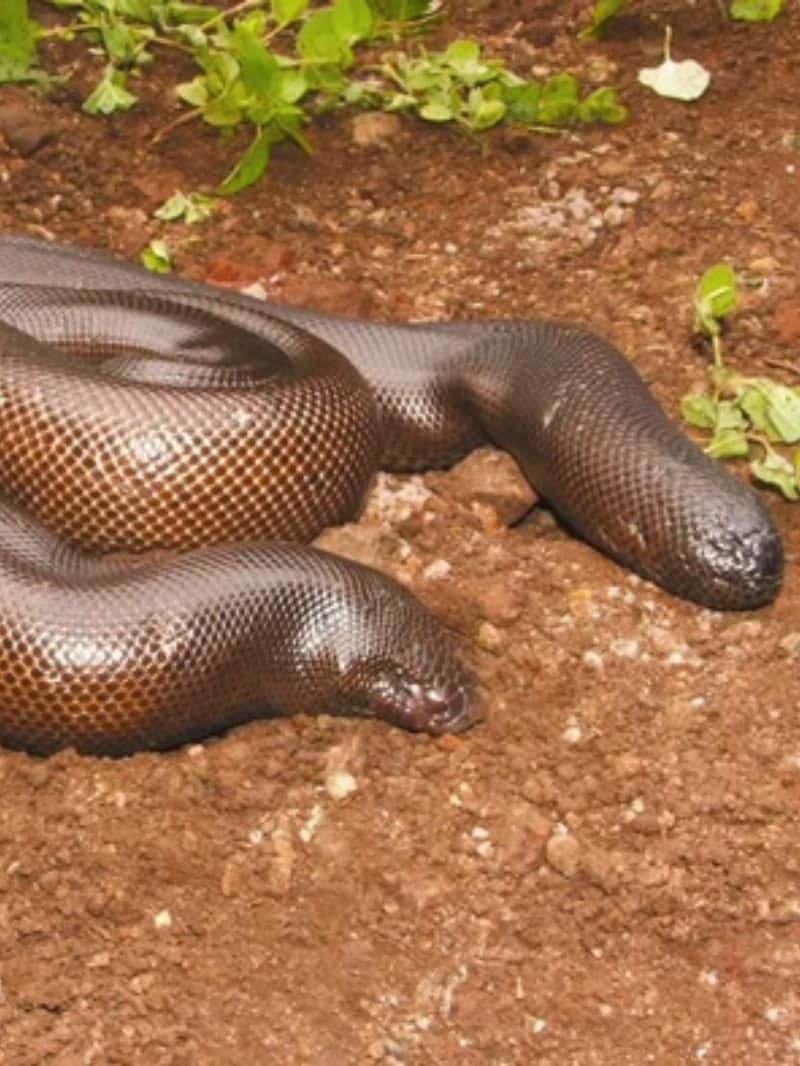 क्या है दो मुंह वाले सांप का सच?