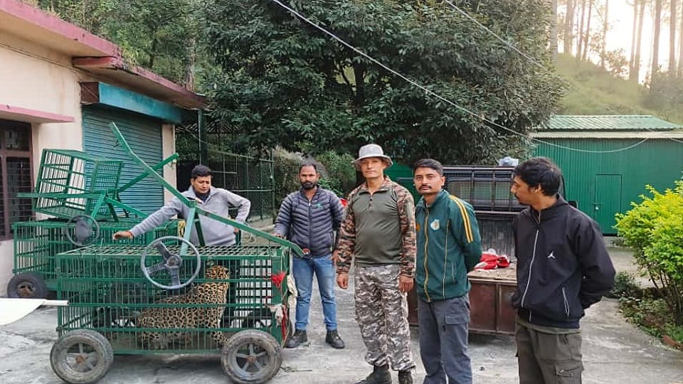 leopard trapped in cage in almora