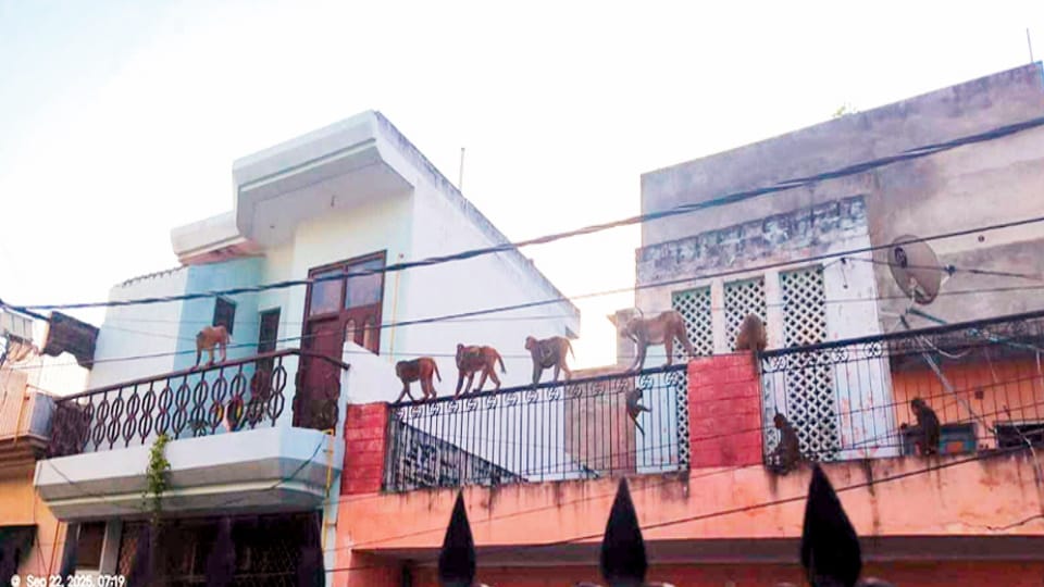Monkeys and Stray Dogs Terrorize Ward-35 Residents in Meerut, Civic Authorities Silent