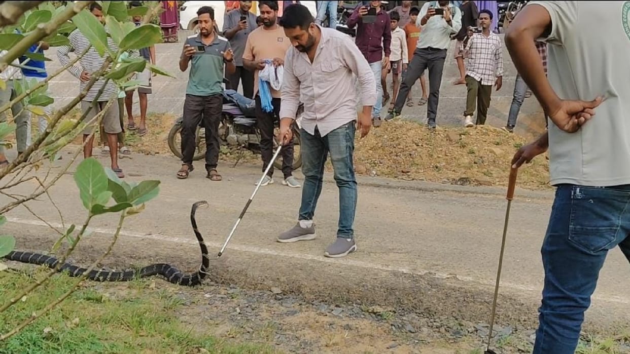 A 10-foot king cobra was spotted on road near the tourist destination Satrenga and a snake catcher rescued it