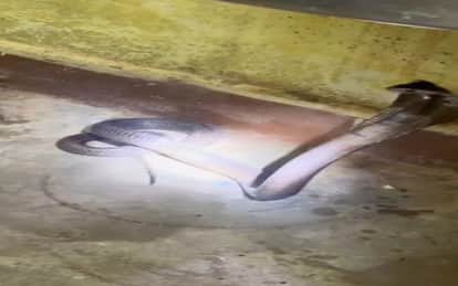 A 6-foot-long cobra entered a hospital and was safely rescued by a snake catcher in Balrampur