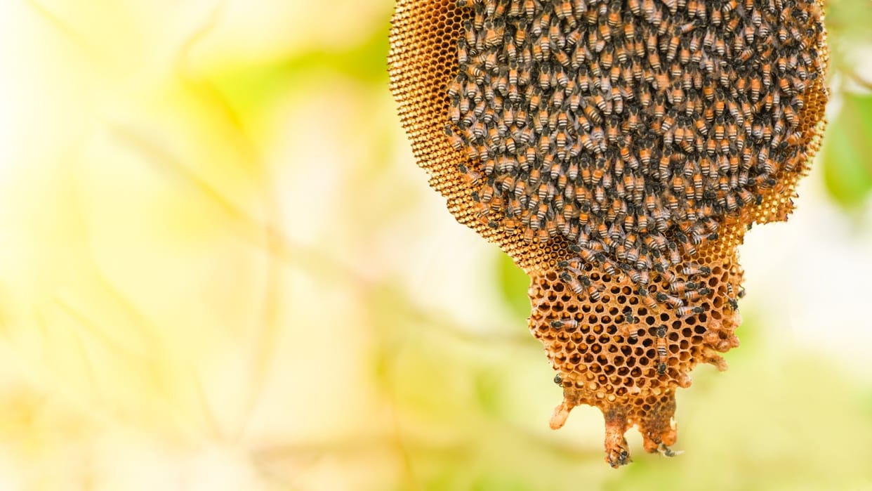 How to Get Rid of a Beehive on Your Wall Safe and Effective Methods madhumakhi ka chatta kaise hataye
