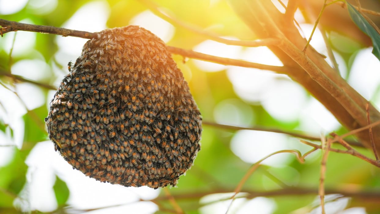 How to get rid of honeybee hive know tips here in hindi