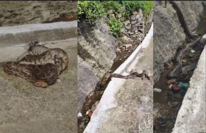 Python: 15 फीट का भारी भरकम अजगर देख उड़े होश।