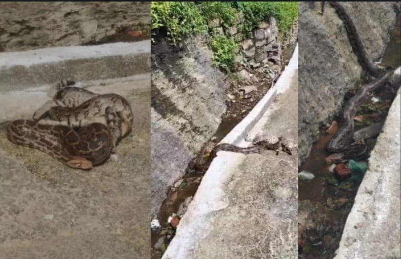 A 15-foot python was spotted in Omkareshwar, sparking panic among the people.