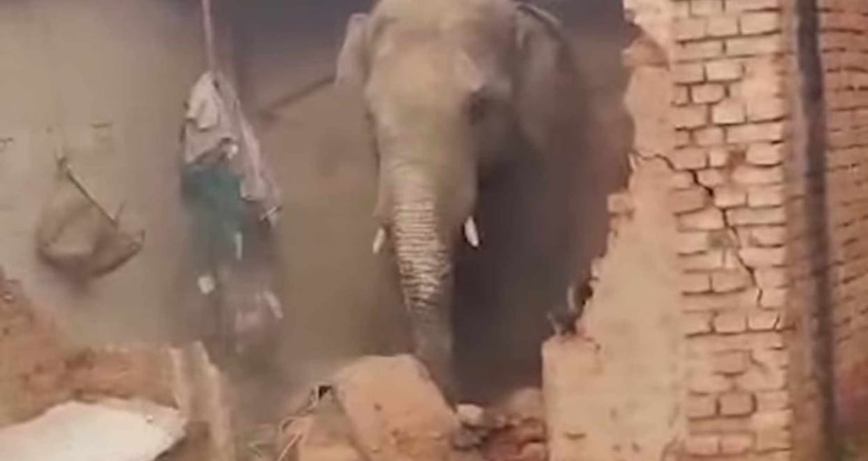 jharkhand elephants terror bokaro hazaribagh crops destroyed villagers in panic