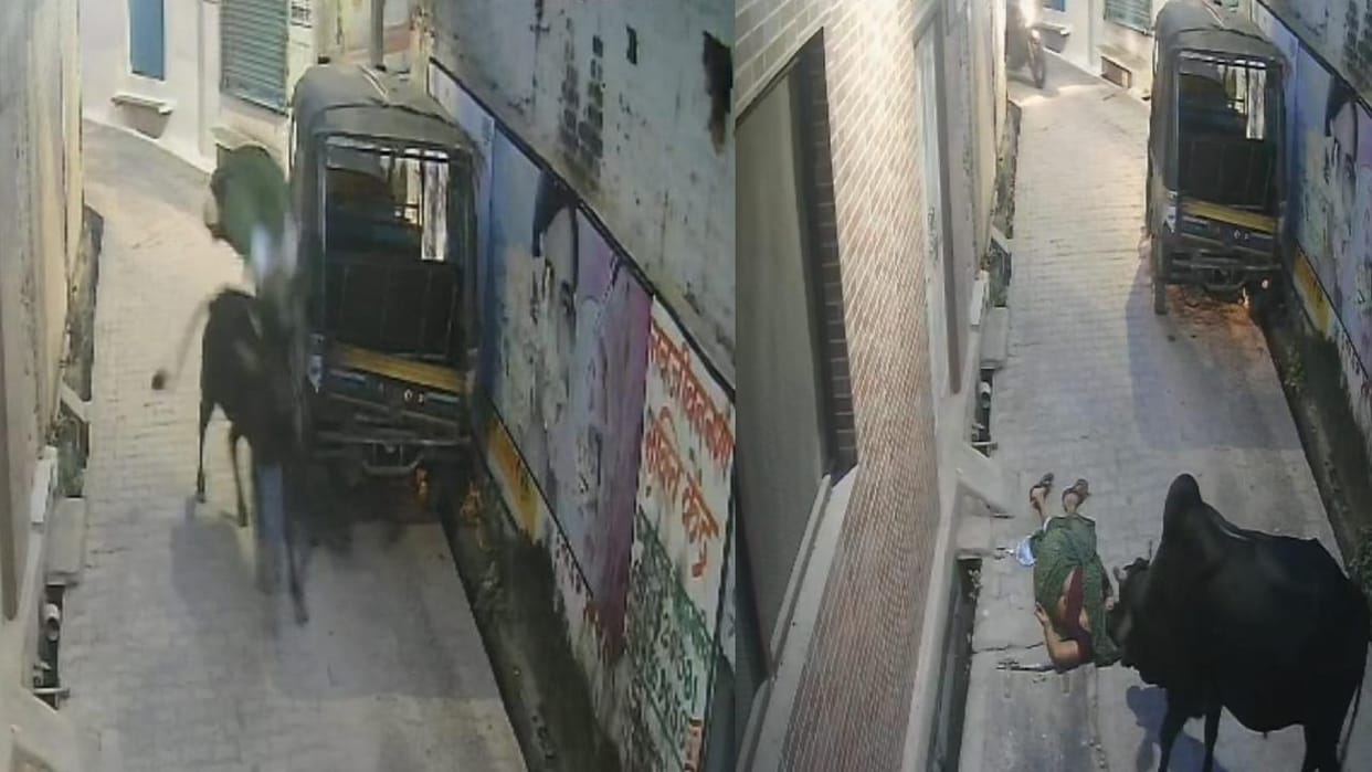 Stray bull attacks woman from behind, throws her in the air, condition critical