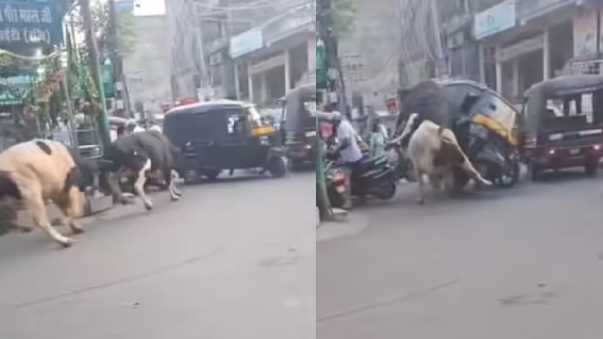 Two Bulls Engaged In Fierce Fight On Road Hits Auto Rickshaw Driver On Signal Pathankot Video Goes Viral