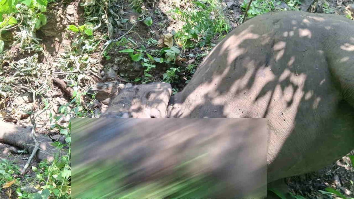 Third elephant death in a week in Haridwar forest division Uttarakhand news in Hindi