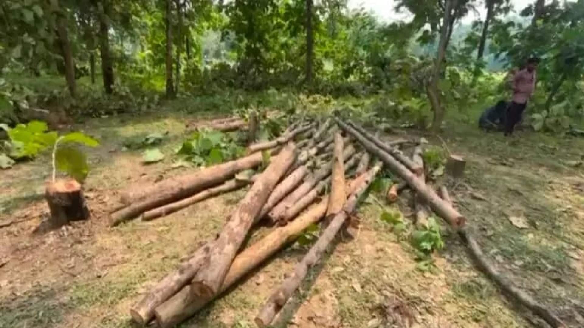 सागौन के 230 पेड़ों की अवैध कटाई