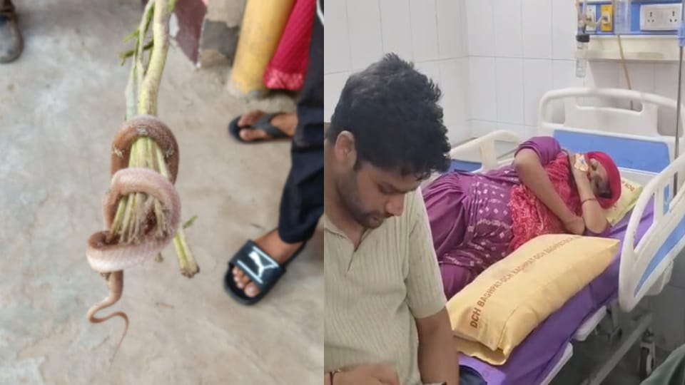 Baghpat Woman Bitten by Snake While Taking Out Box from Cupboard, Admitted to Hospital