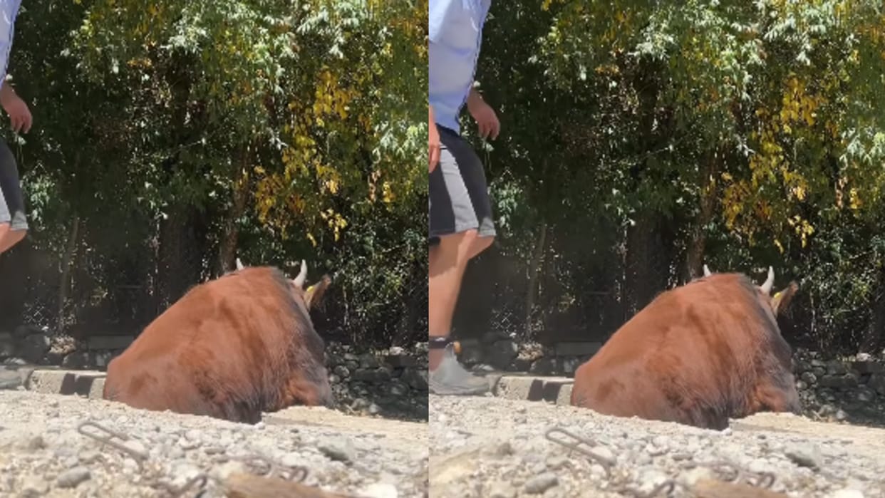Australian Vlogger Runs To Save Life Of Cow Stuck In Gutter Heartwarming Reel Win Hearts Video Goes Viral