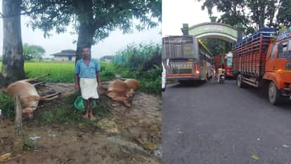 Lightning wreaks havoc in Balrampur: Three cattle killed, tree falls in Lurgi causing traffic jam